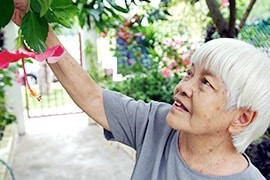 Image of an old woman picking gumamela (hibiscus) flowers, showcasing a serene moment in nature.